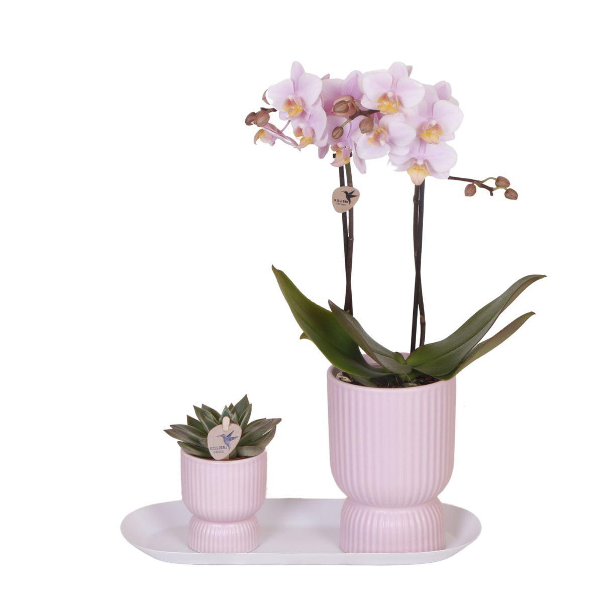 Orchidee - Set aus rosa gefleckter Orchidee und Sukkulente auf weißem Tablett - frisch vom Züchter