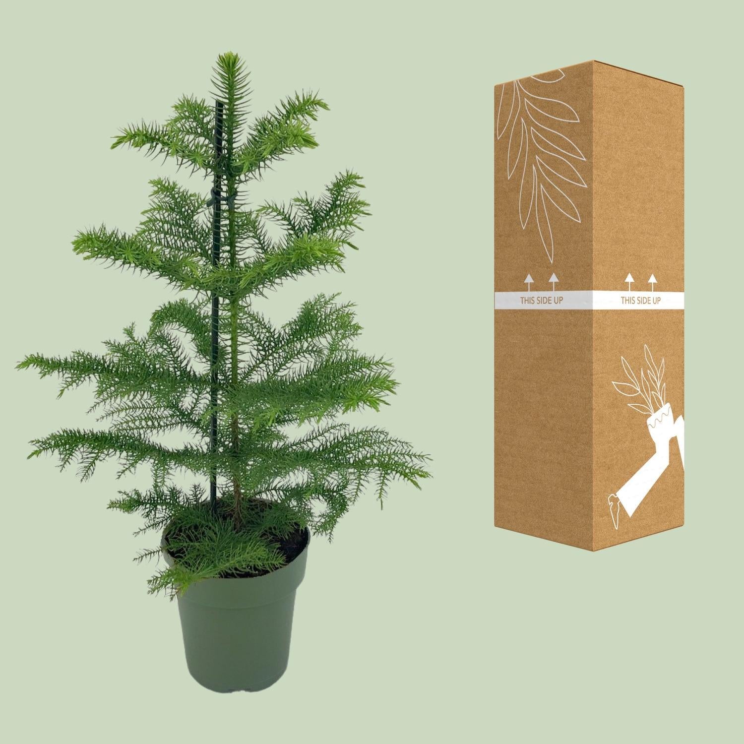 Norfolktanne  - Araucaria Heterophylla - Ø14 - ↨40cm