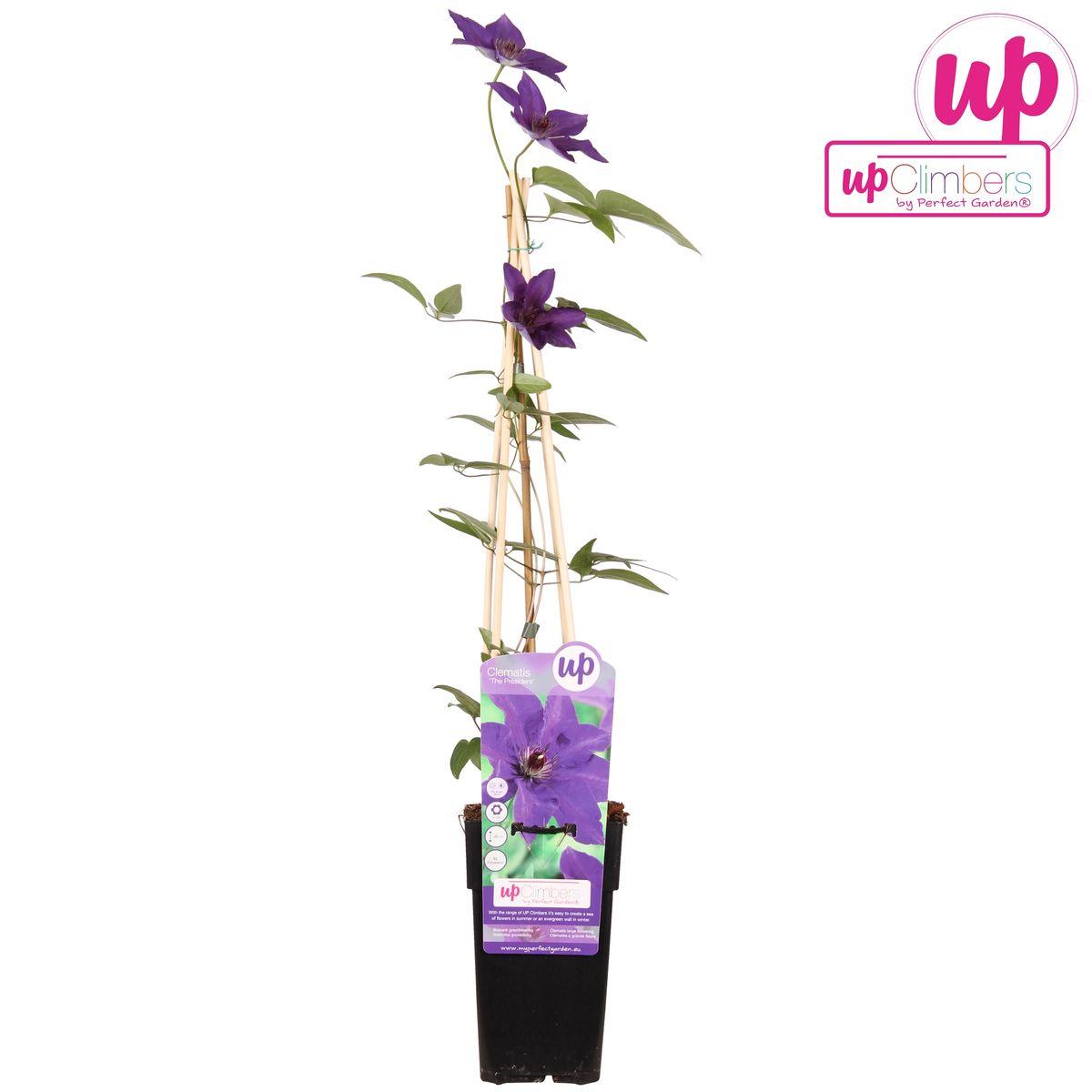 Clematis The President - Waldrebe lilablau - ↨65cm - Ø15