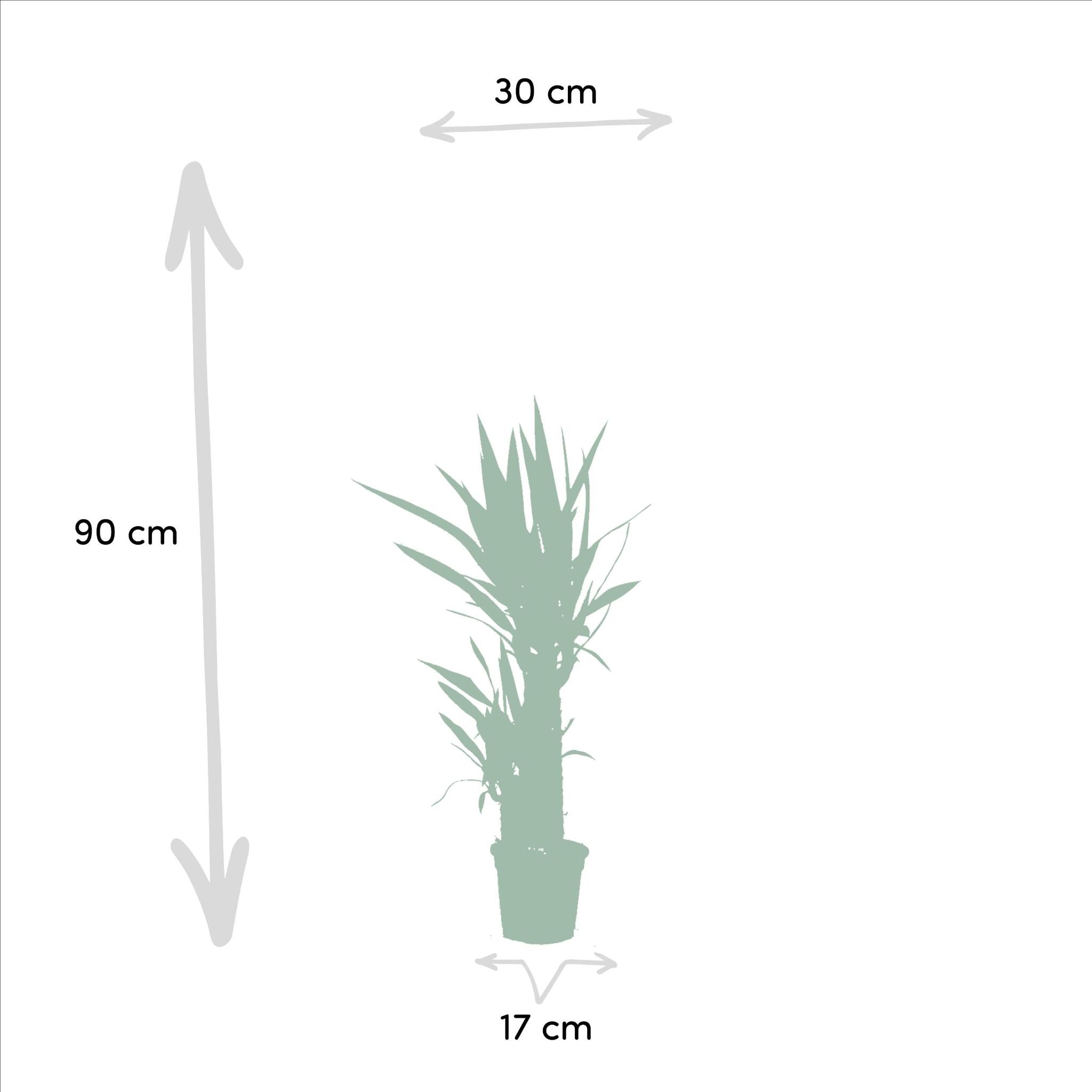 Pflanzen Mix - Drachenbaum Dracaena und Yucca Palme o ↨70cm - Ø17cm + Yucca ↨90cm - Ø17cm