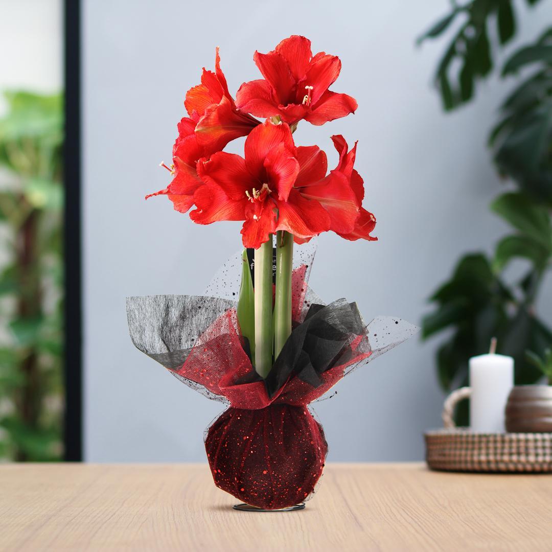 No Water Flowers® (wax amaryllis) | Wrapz - Red + Red flower