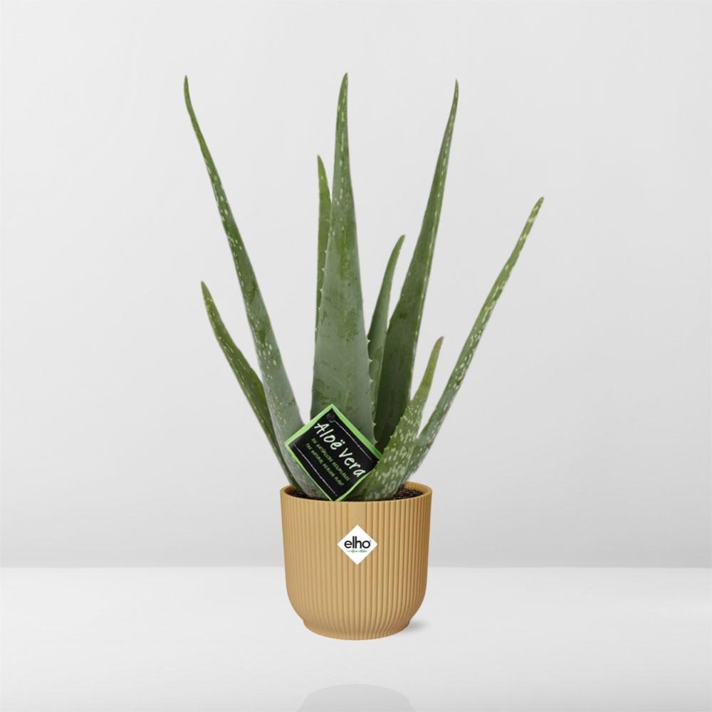 Aloe Vera 12cm in ELHO Vibes Fold 14cm Topf gelb