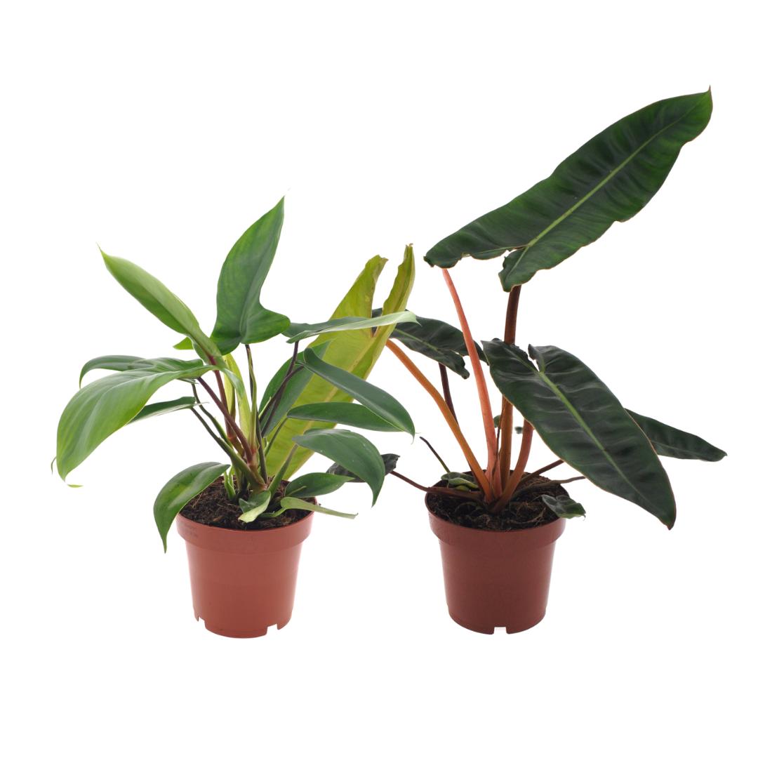 Philodendron Duo Billietiae/Florida Groen - 2 stuks - Ø12cm - ↕25cm