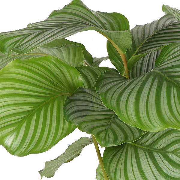 Gebetspflanze -  Calathea Orbifolia - Ø21cm - ↕70cm