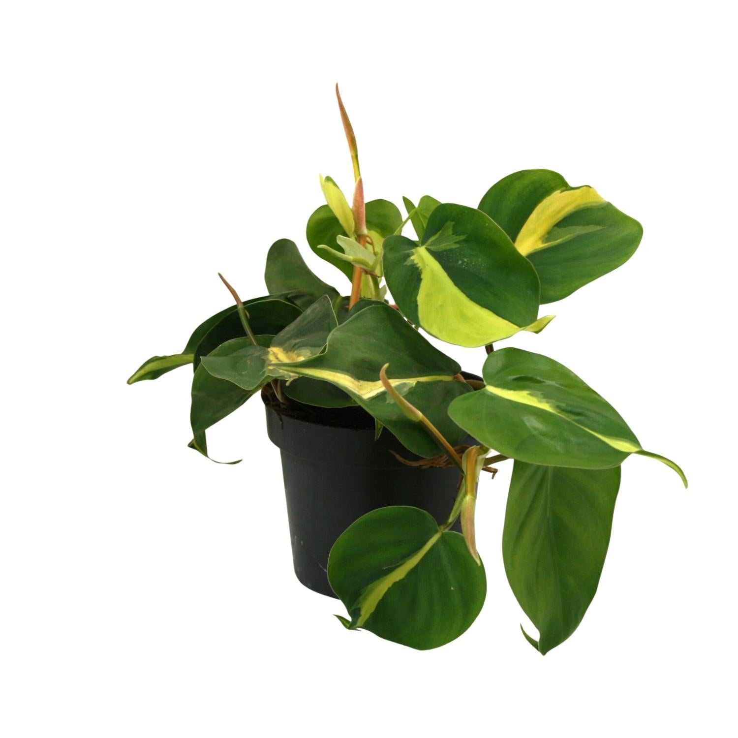 Lophospermum Brasil Scandens - Ø12cm - ↕20cm