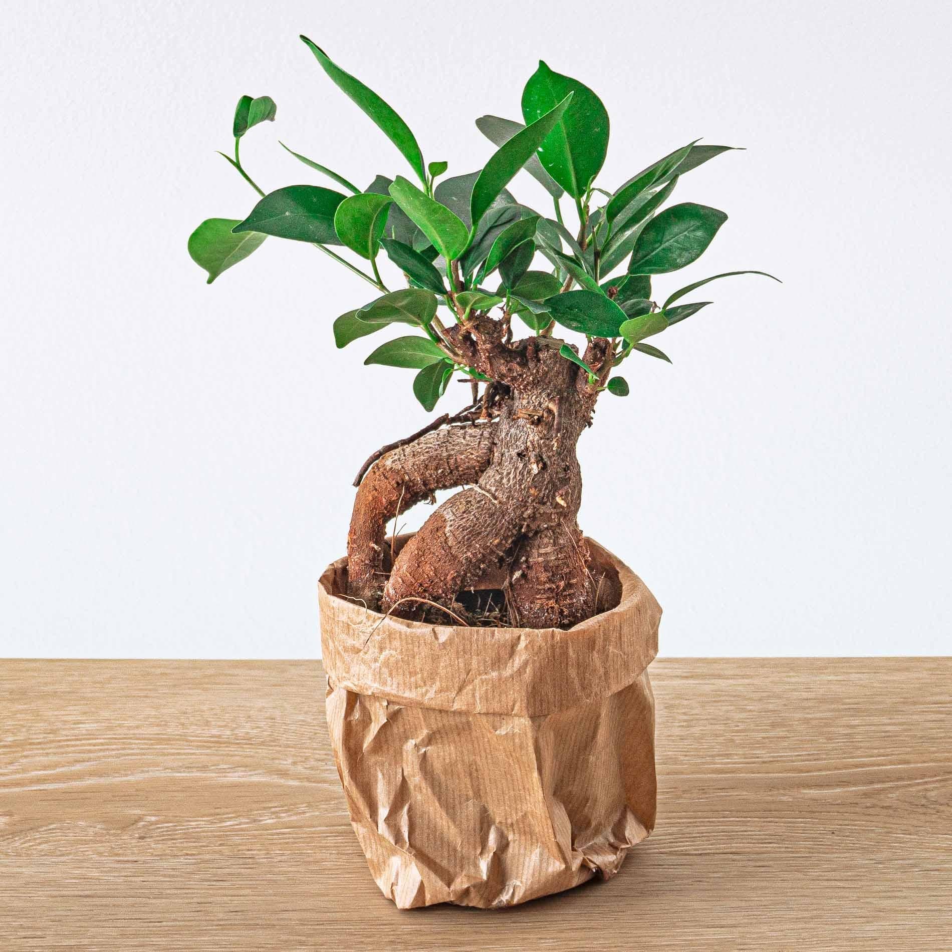 Ficus microcarpa Ginseng Bonsai – Terrariumpflanze Topfgröße 8 cm