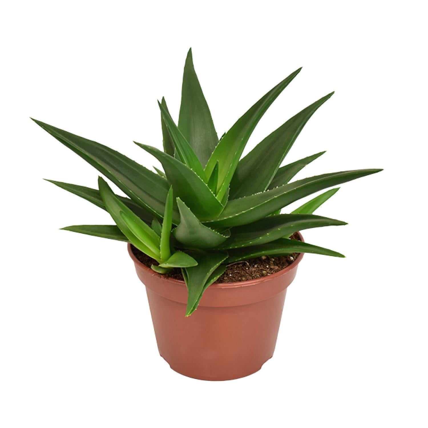 Alworthia Black - Haworthia Pentagona West Jogoo - Ø15cm - ↕20cm