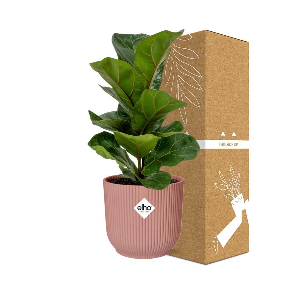 Geigenfeige - Ficus Lyrata 'Bambino' in ELHO Vibes Fold 14cm rosa