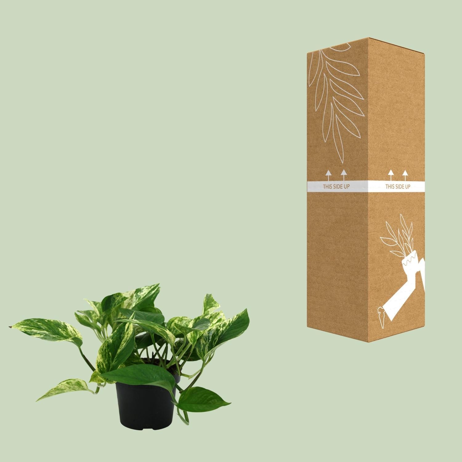 Efeutute - Epipremnum Aureum Marble Queen - Ø12cm - ↕25cm