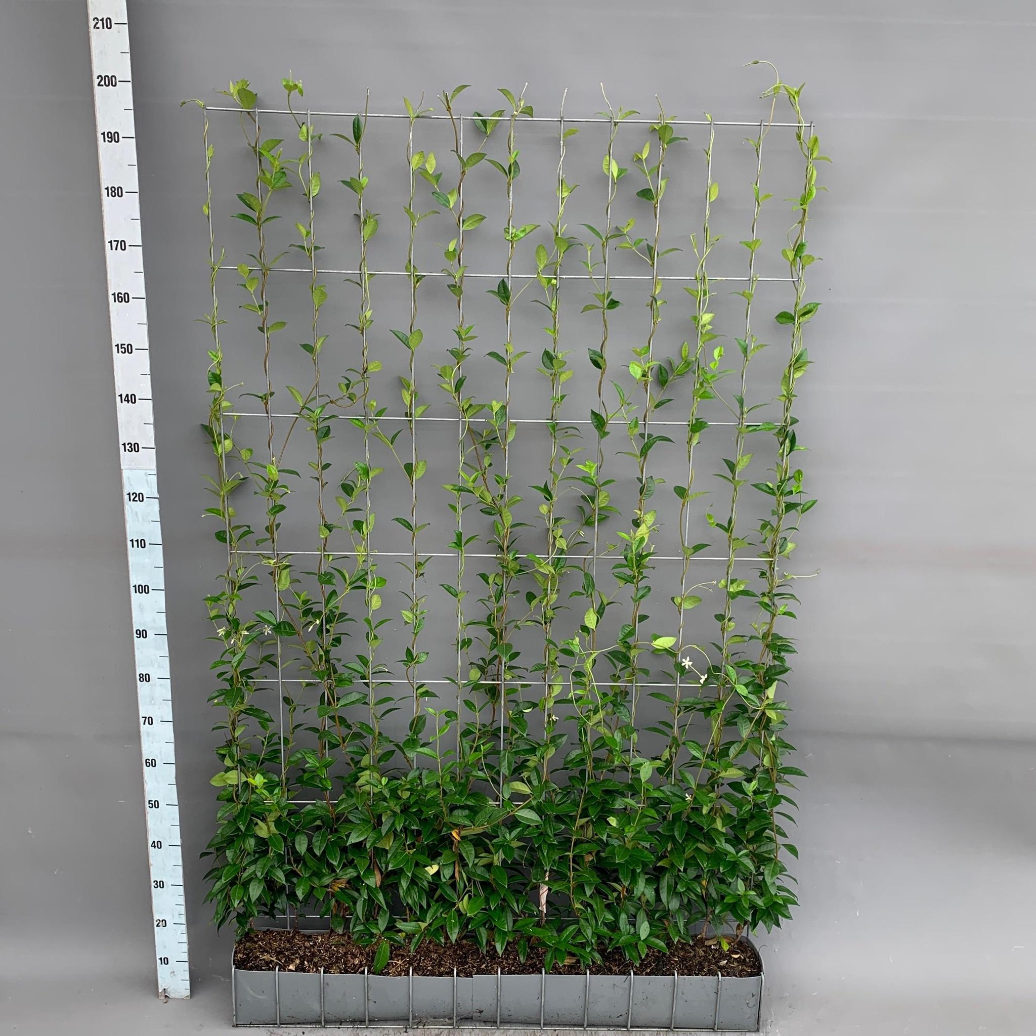 Sternjasmin - Trachelospermum - Fertighecke - ↔120cm