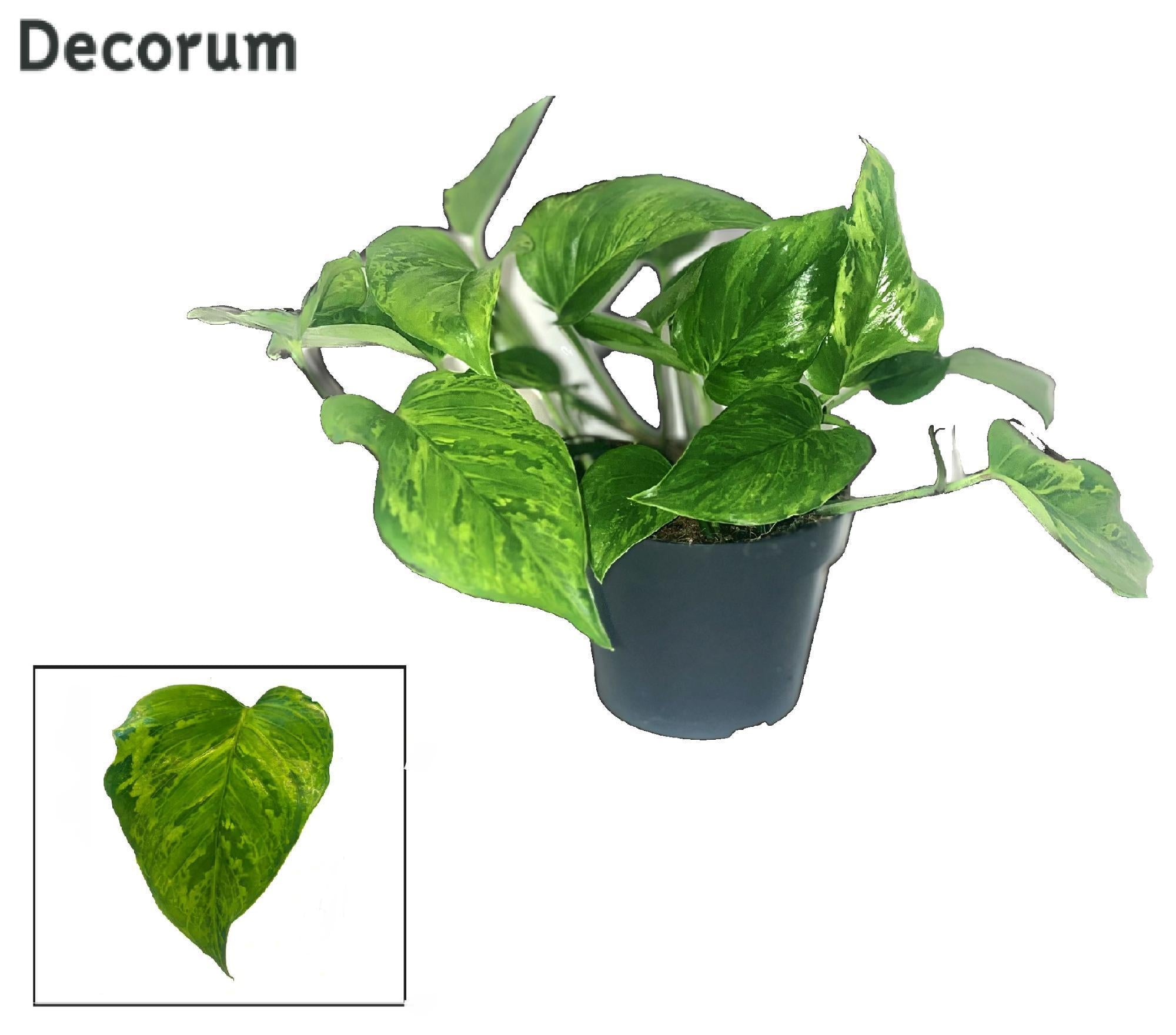 Efeutute - Scindapsus (Epipremnum) Marble Green DECORUM - Ø12cm - ↕20cm