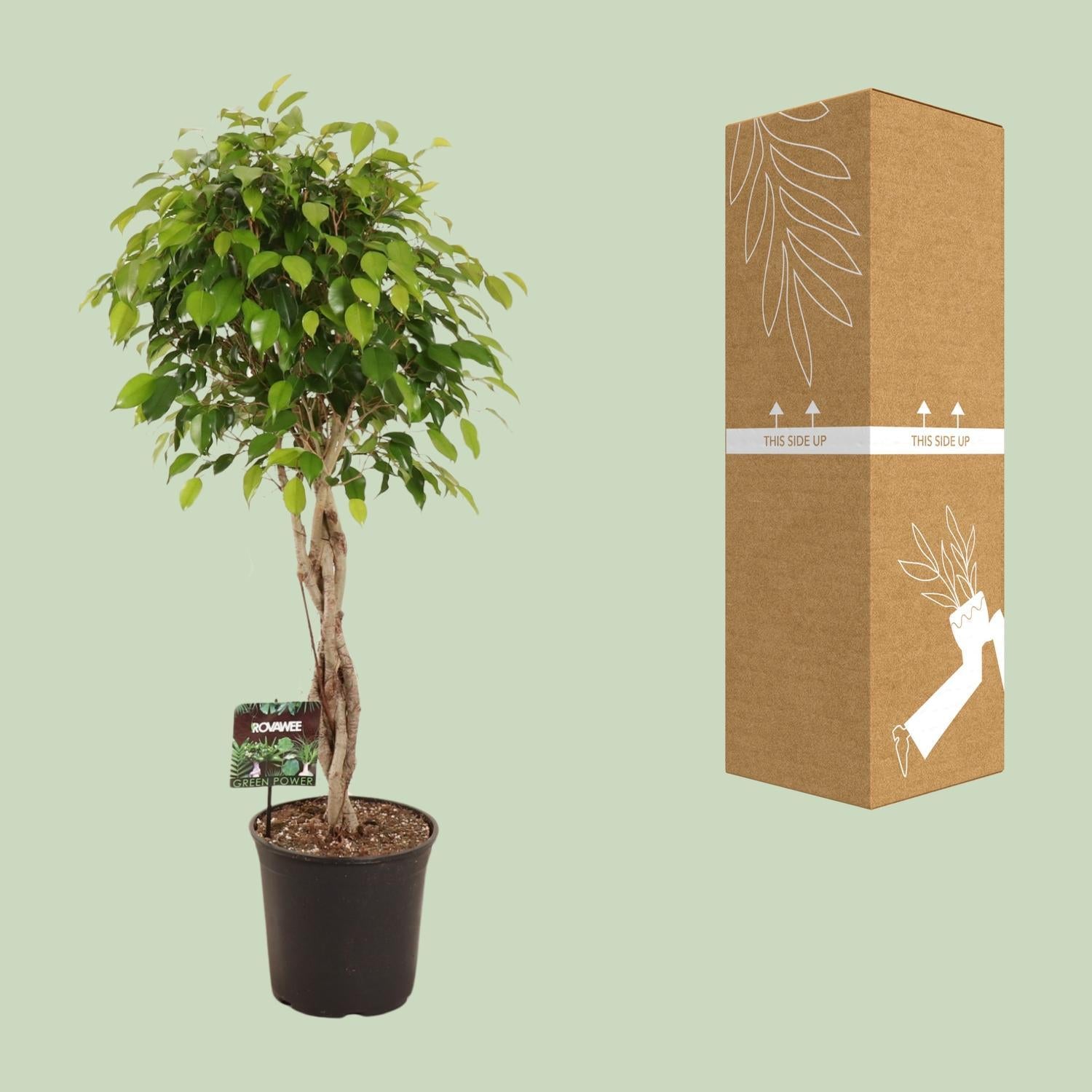 Birkenfeige - Ficus Benjamina Exotica verzeigt - Ø27cm - ↕120cm