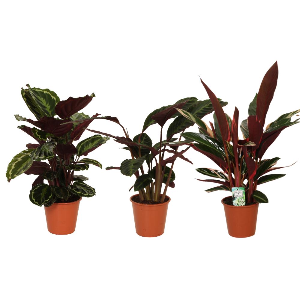 Calathea Mix - Korbmarante , Zebrina u. Pfauenpflanze Ø19cm-↕70-80cm 3 Stück