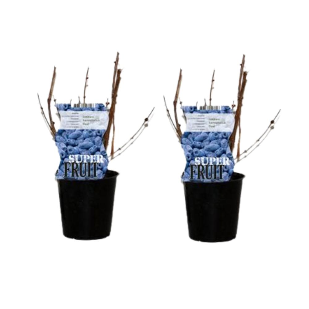 Lonicera Duet (honingbes) - 2 stuks - Ø12cm - ↕30cm