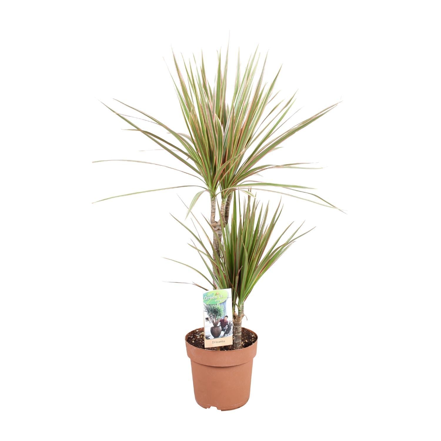 Drachenbaum Bicolor - Dracaena Bicolor - Ø17cm - ↕80cm