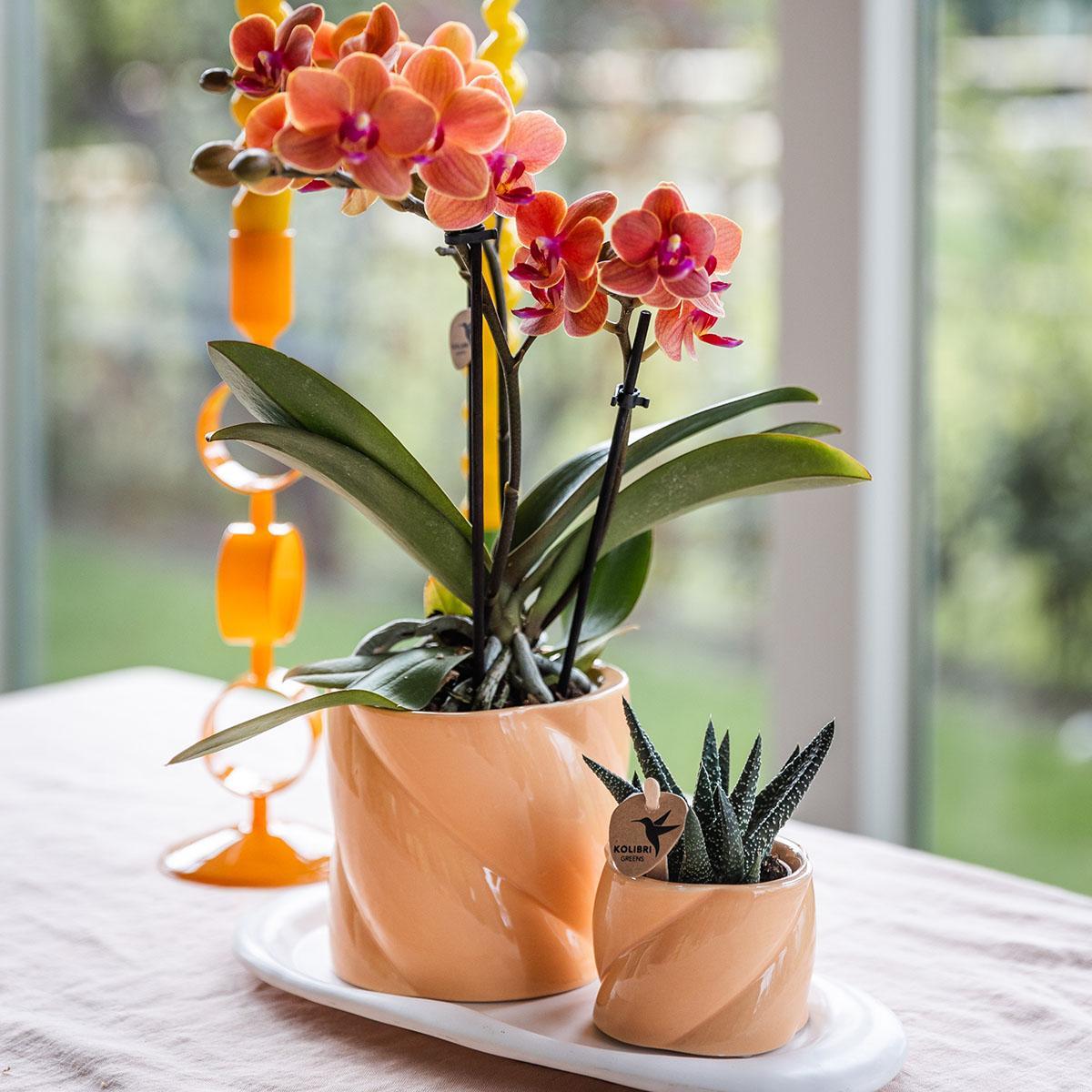 Orchidee Geschenkset Optimismus kleiner Pfirsich | Grünpflanze mit orangefarbener Phalaenopsis-Orchidee in Candy-Ziertöpfen auf weißem Bio-Tablett