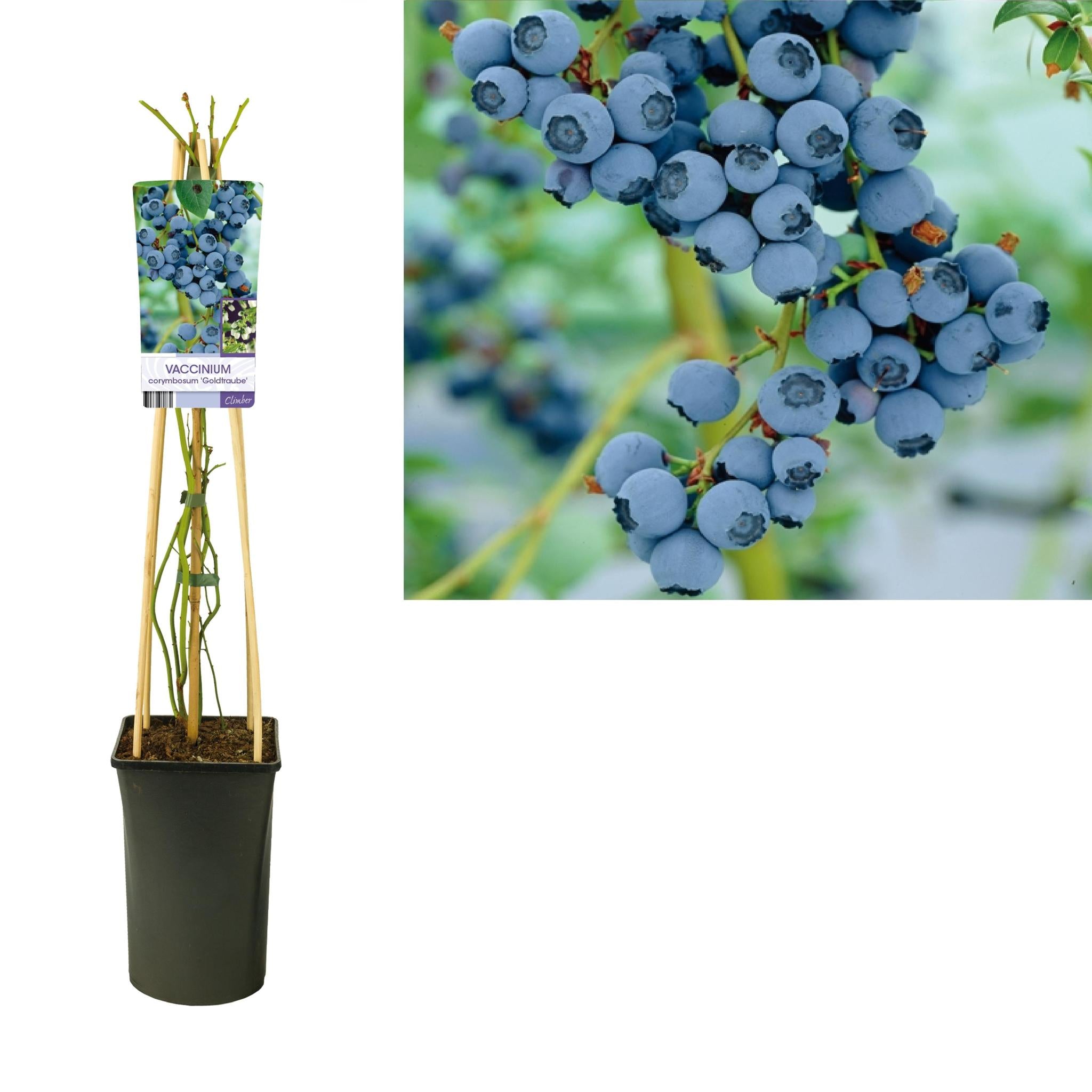 Vaccinium Corymbosum 'Goldtraube' +light Label