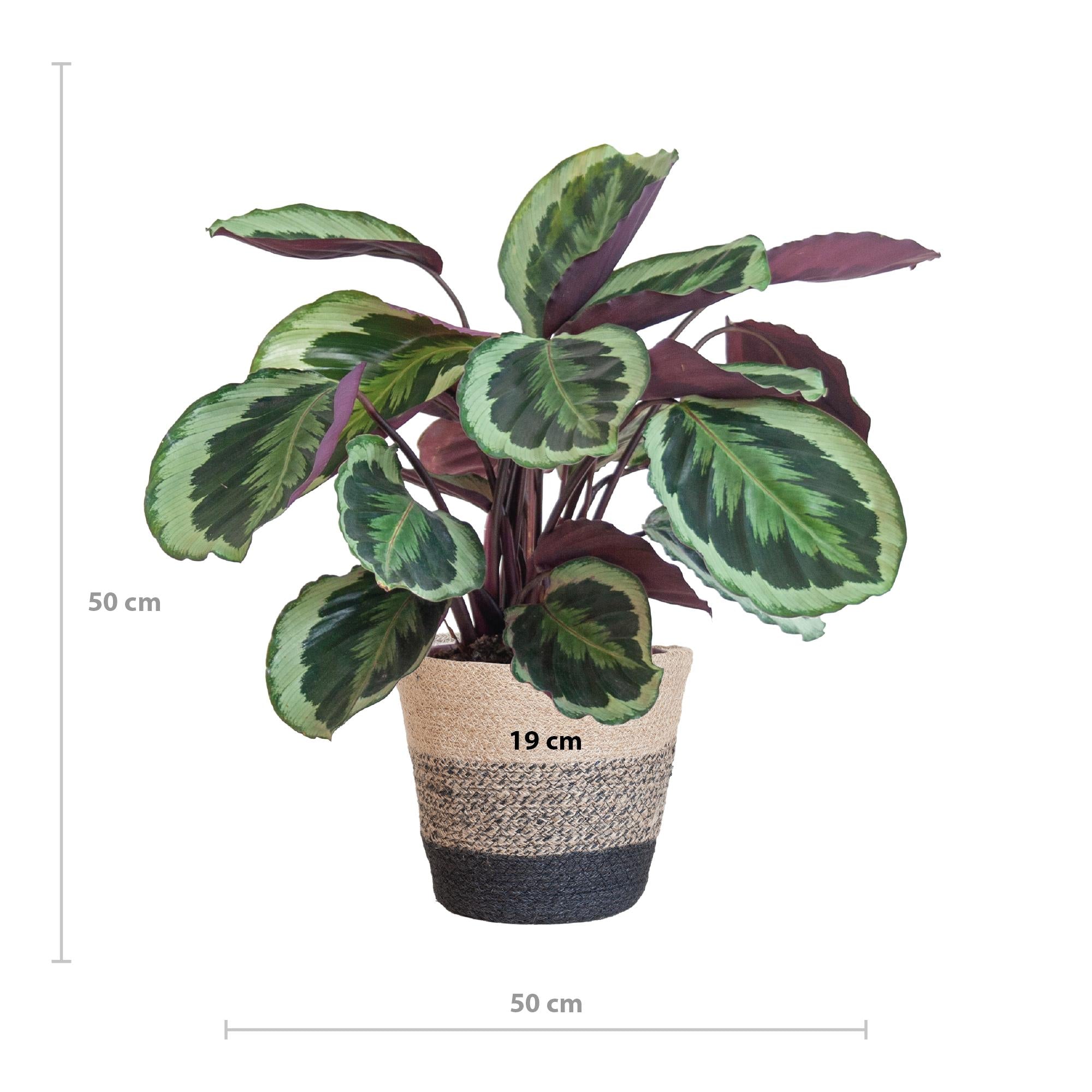 Pfauenpflanze - Calathea Medaillon mit Lissabon-Korb Schwarz - 65cm - Ø21