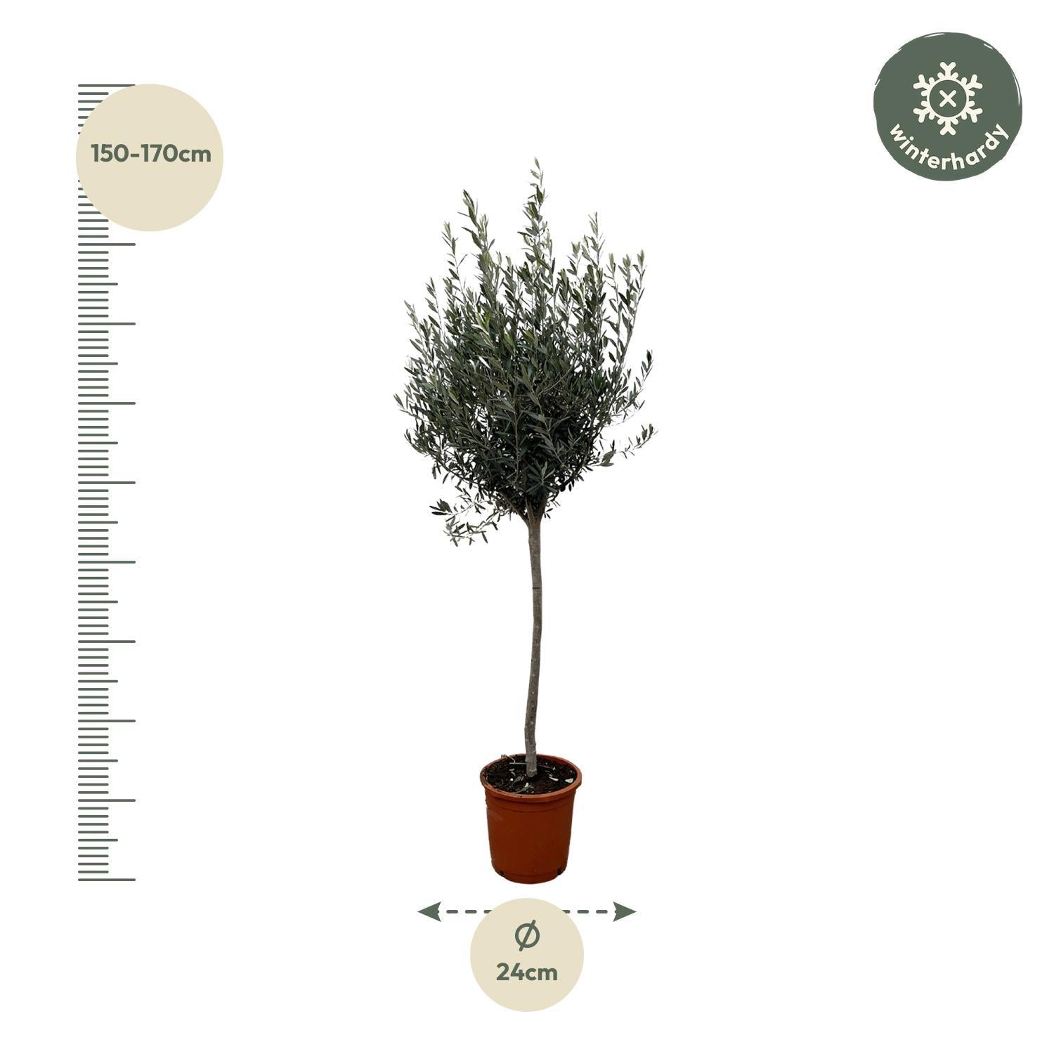 Olea Europaea Olive