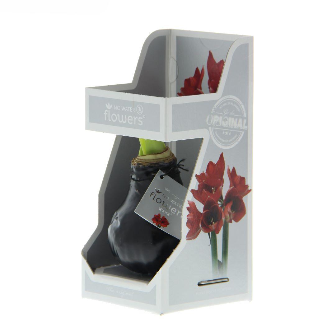 No Water Flowers® (wax amaryllis) | Giftbox - Red flower