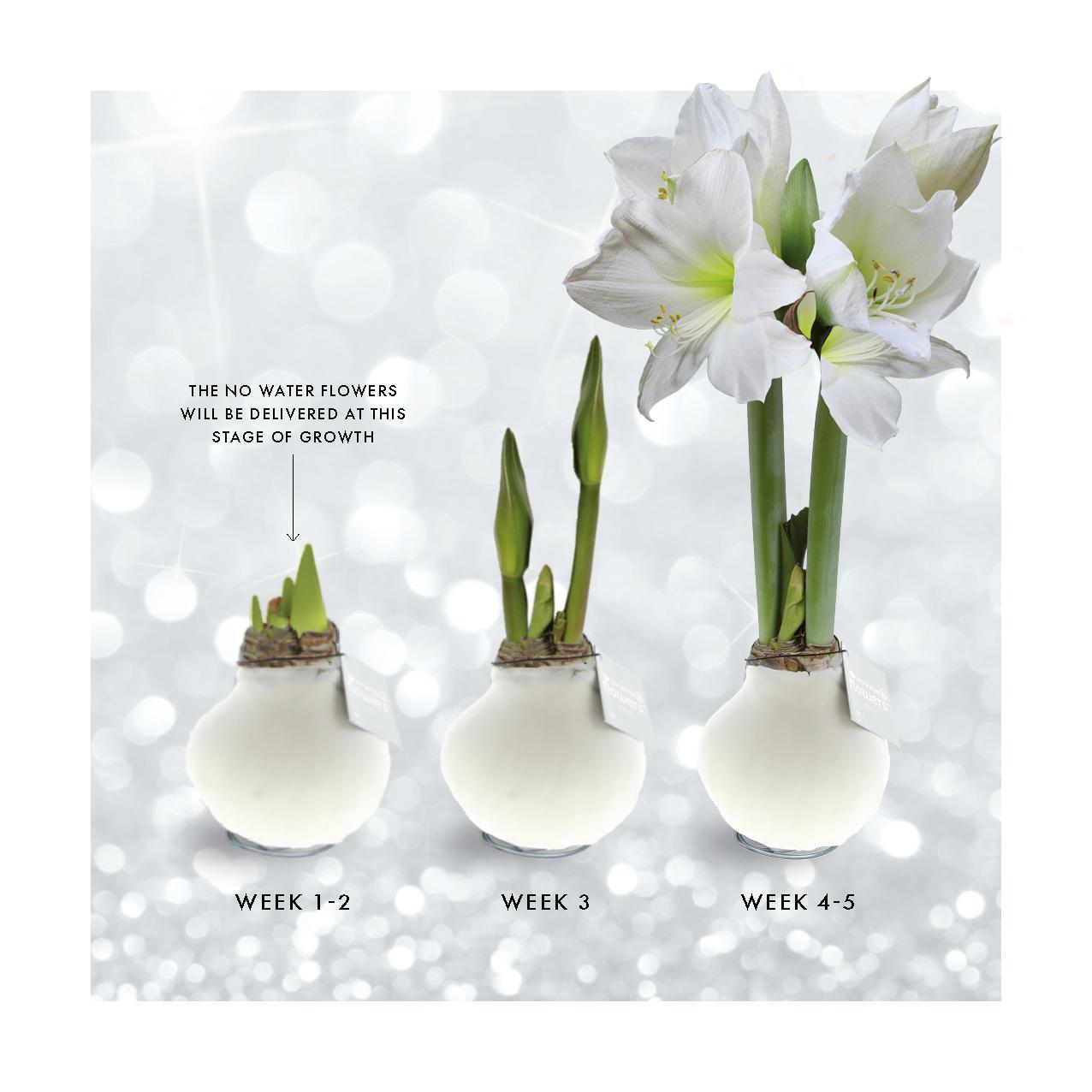 No Water Flowers® (wax amaryllis) | Naturalz Botanical - Monstera + White flower