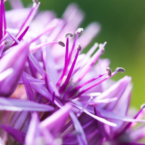 Allium Globemaster - Blumenzwiebeln 5 Stück