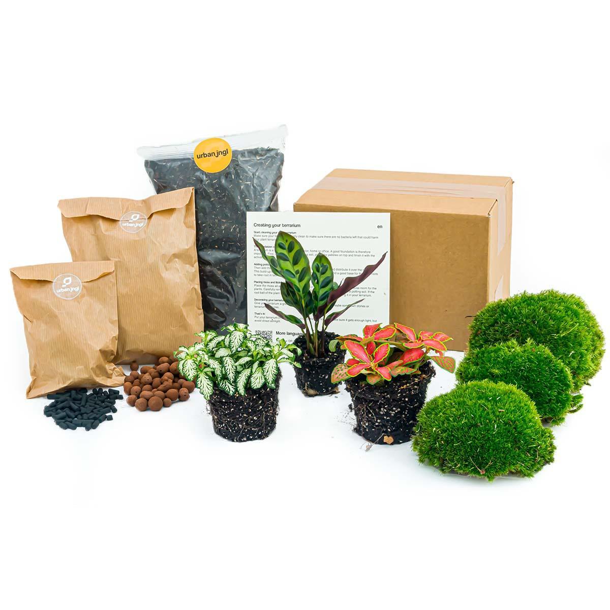 Pflanzenterrarienpaket Calathea Lancifolia - Nachfüll- & Starterpaket - DIY