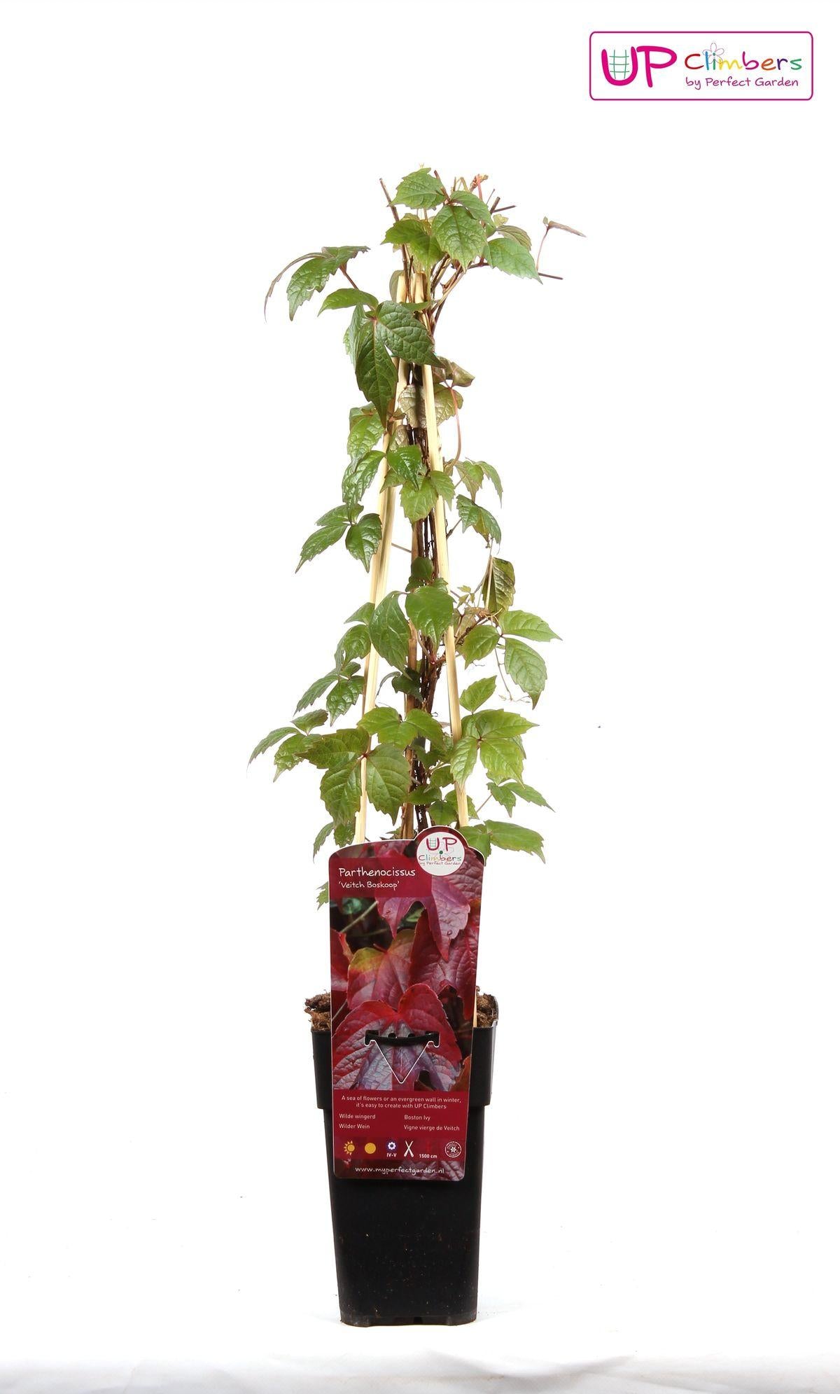 Wilder Wein - Parthenocissus tricuspidata 'Veitch Boskoop' - Ø15cm - ↕65cm