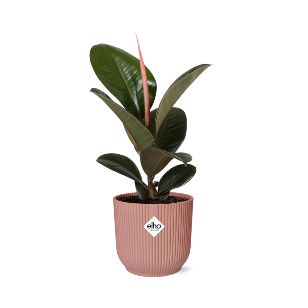 Gummibaum - Ficus Elastica ‘Robusta’ in ELHO Topf Vibes Fold 14cm rosa