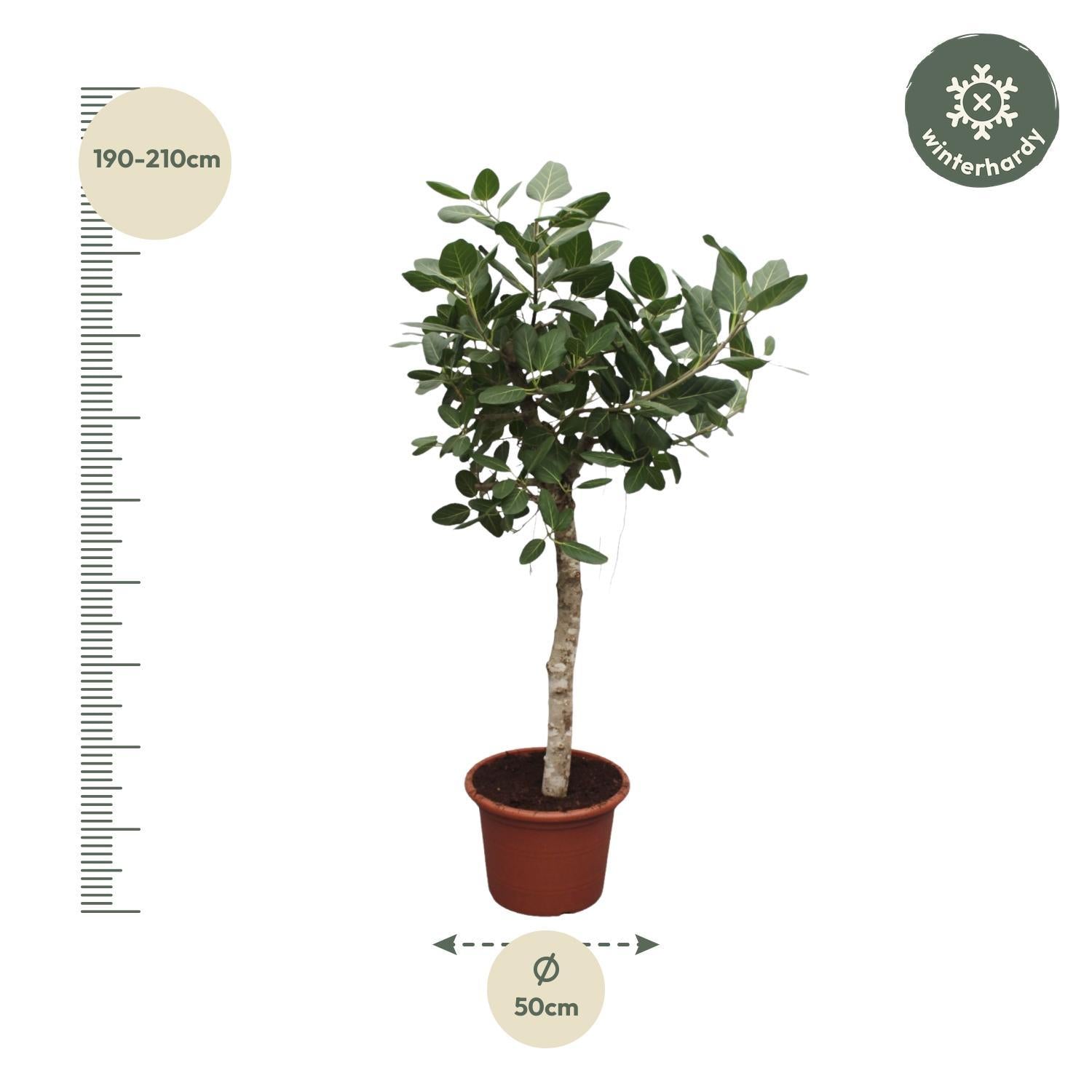 Indischer Banyanbaum Ficus Benghalensis baum - 200 cm - ø50