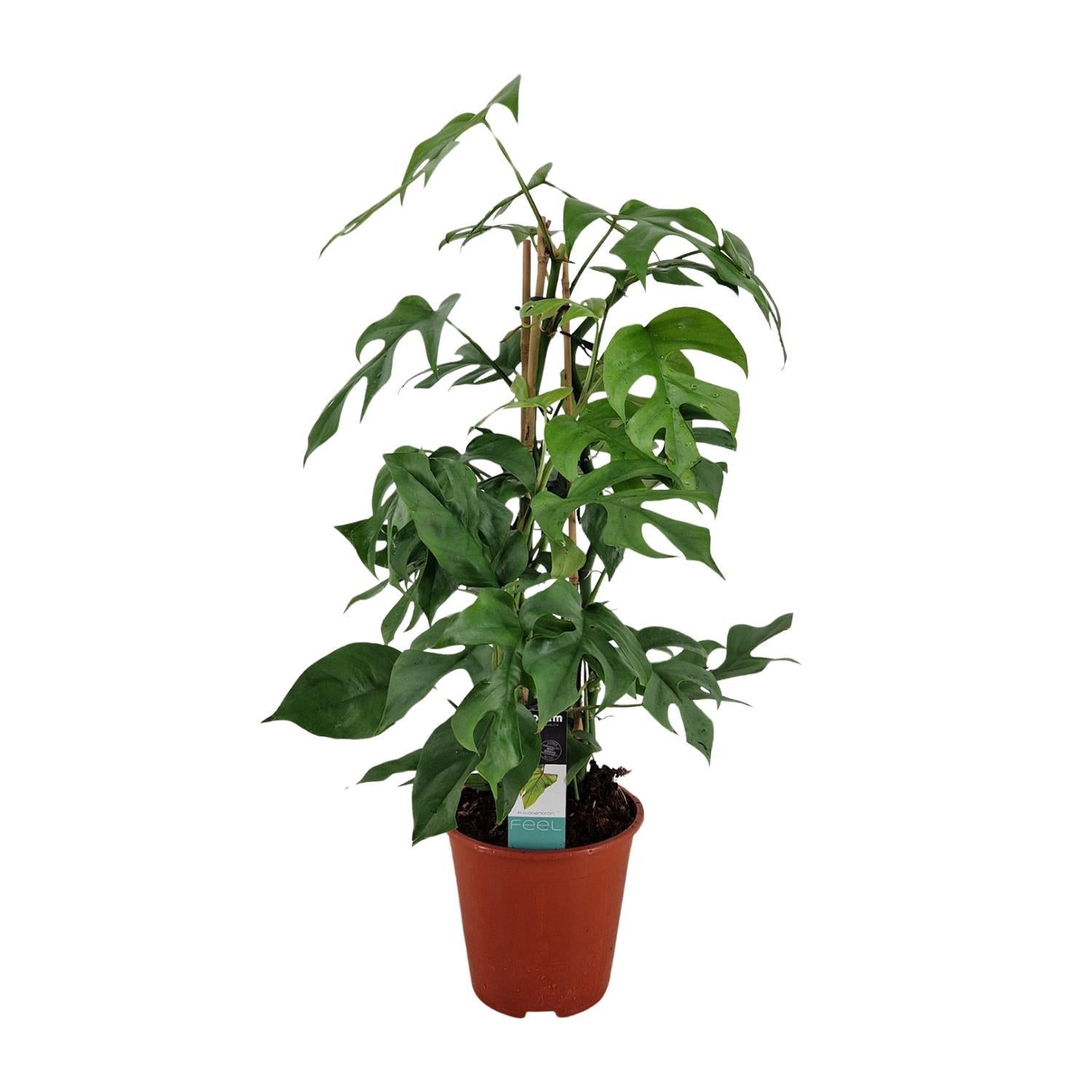 Mini Monstera - Philodendron Minima Pyramide - Ø19 ↕75