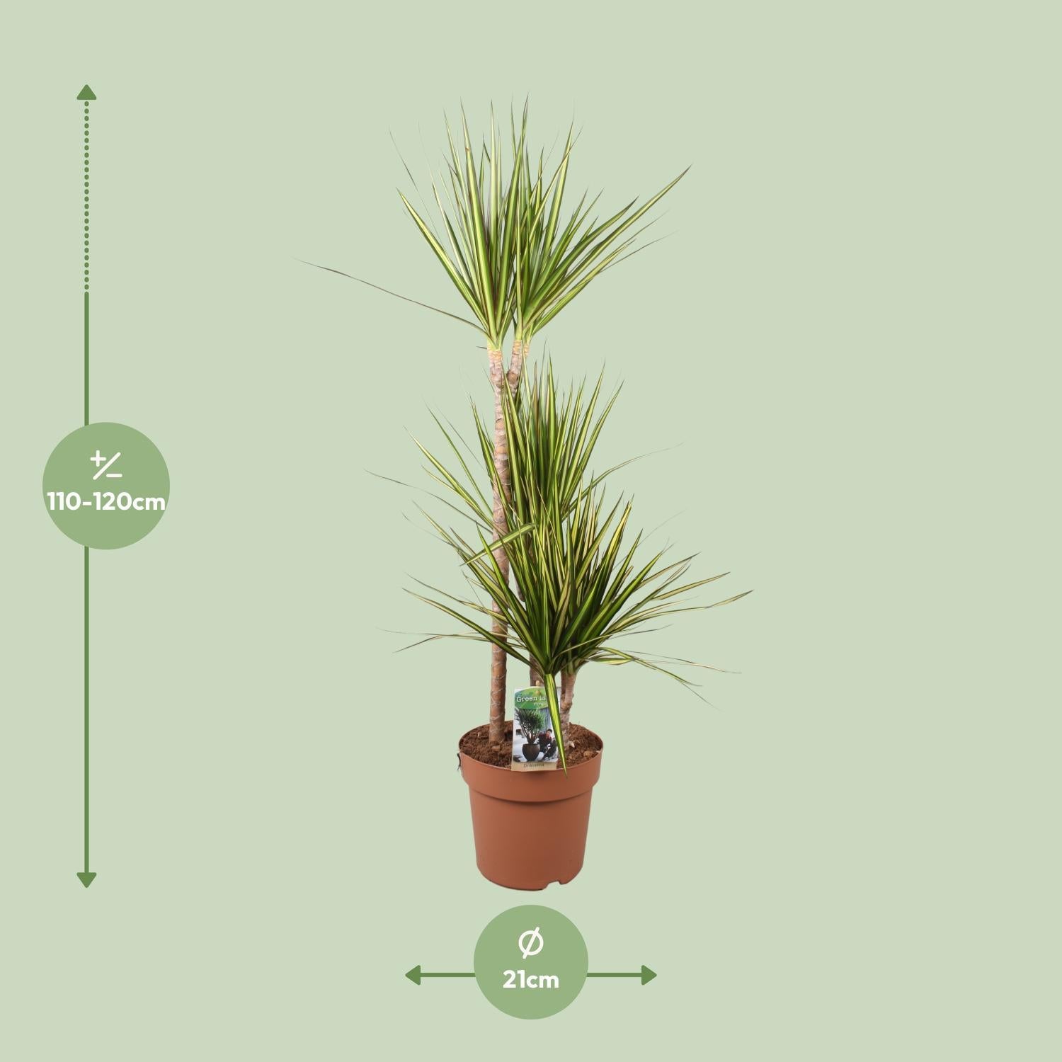 Dracaena Marginata Zonnestraal - Ø21cm - ↕120cm