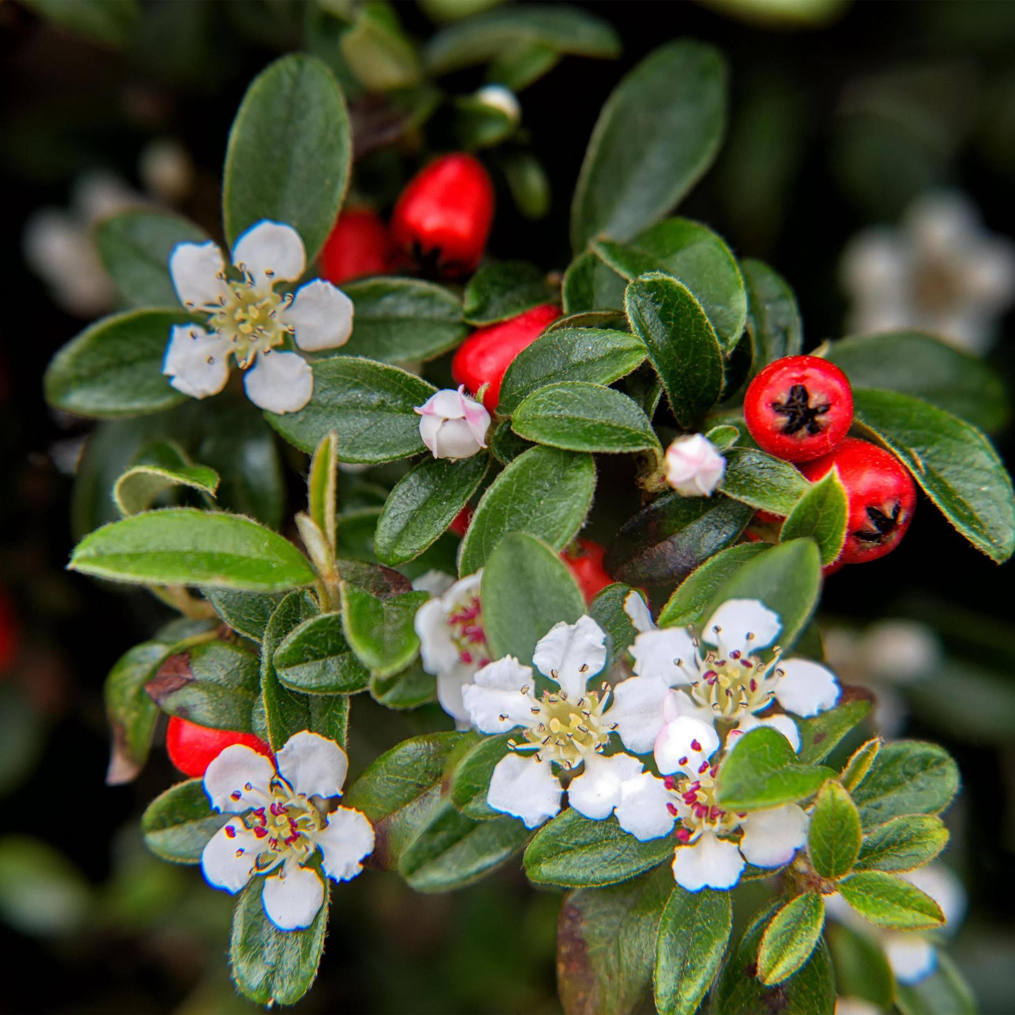 Zwergmispel, Teppichmistel auch Kriechmispel - Cotoneaster dammeri - ↕10-25cm - Ø9cm - 6 Stück