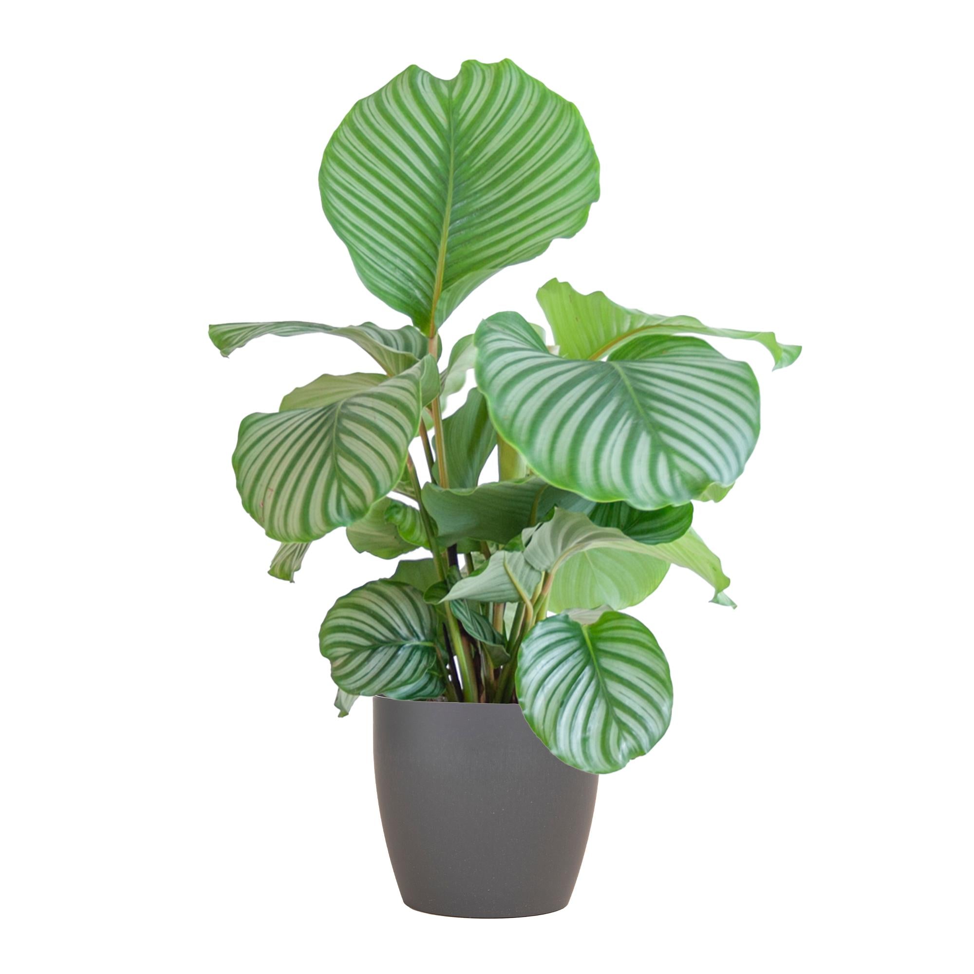 Gebetspflanze - Calathea Orbifolia  mit Topf Viber grau - 65cm - Ø21