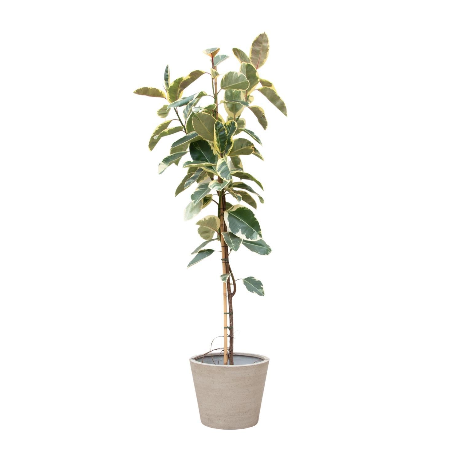 Gummibaum Ficus Tineke Baum - 220cm - ø30