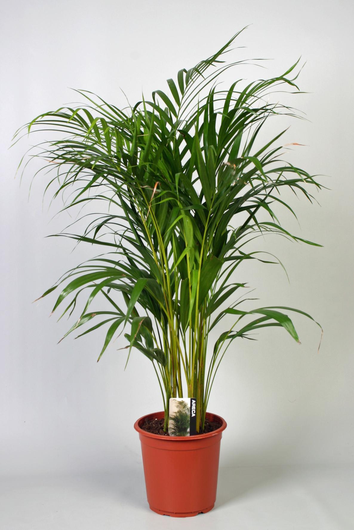 Arecapalme - Dypsis Lutescens - Ø21cm - ↕100cm