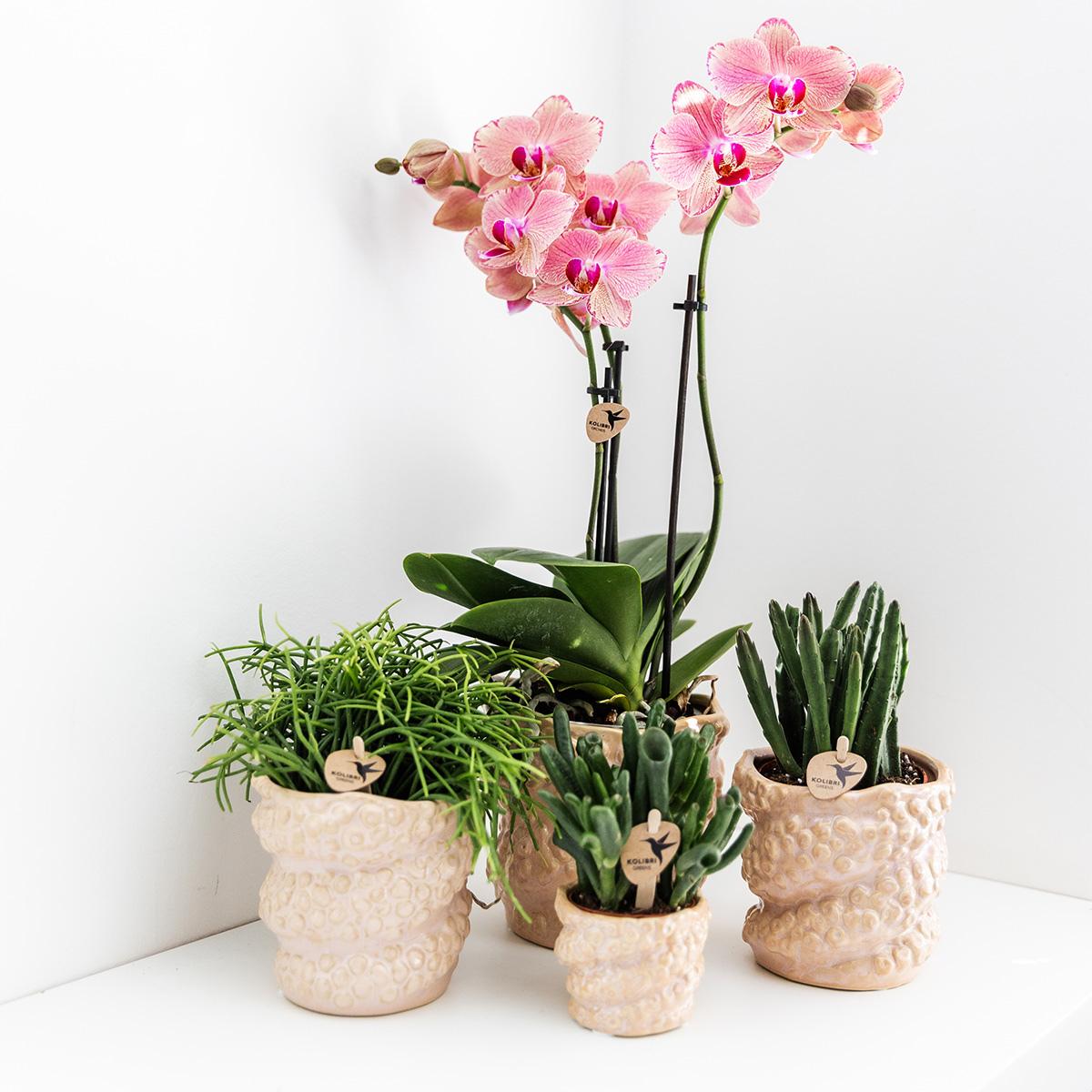 Kolibrie-orchideeën | COMBO AANBIEDING van 2 Phalaenopsis orchideeën - Pirate Picotee - potmaat Ø12cm | Bloeiende kamerplant - Vers van de kweker