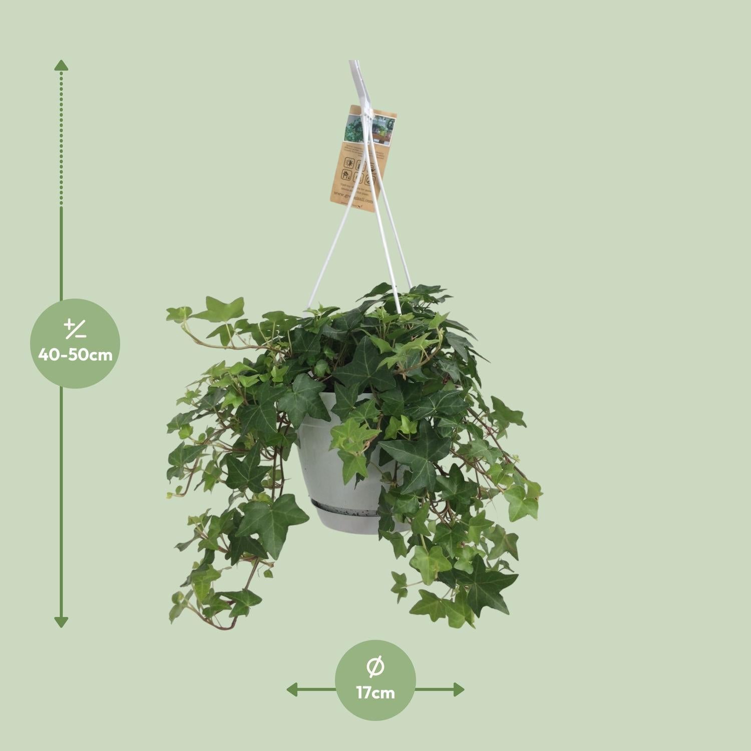 Hedera Helix Groen - Hangpot Wit / Basis - Ø17cm - ↕cm