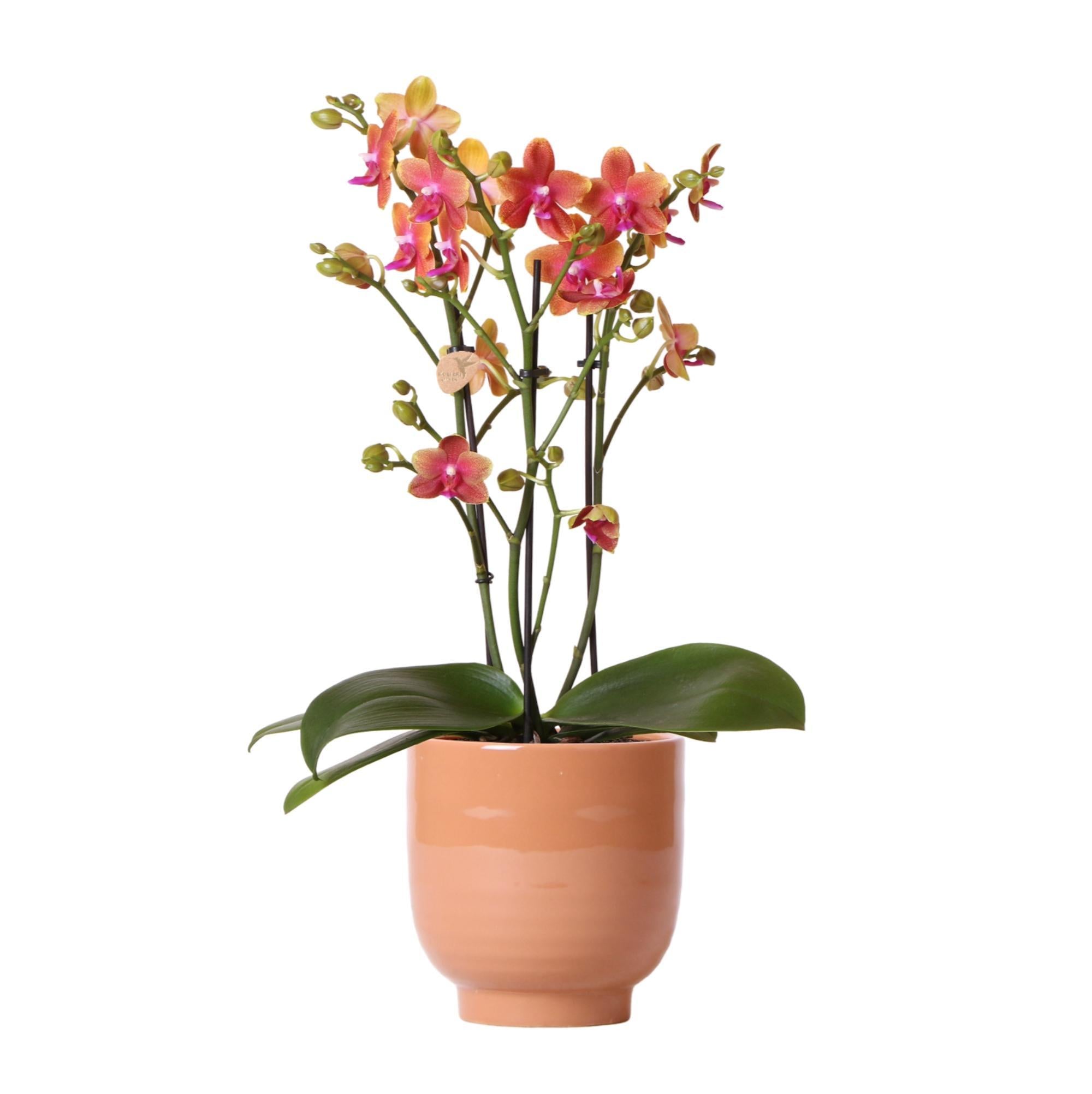 Orchidee Orange duftende Phalaenopsis-Orchidee im cognacfarbenen Stripe-Ziertopf - Topfgröße Ø12cm