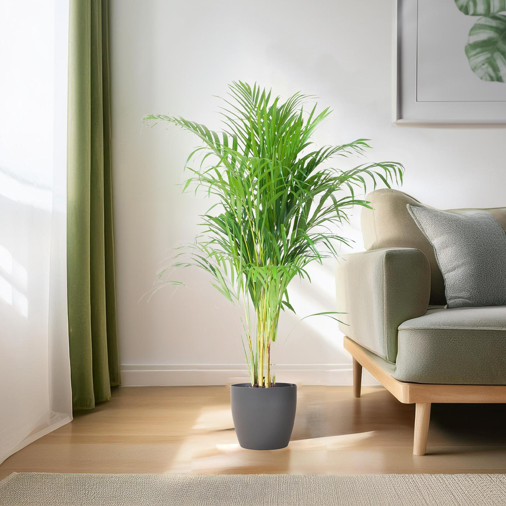 Arecapalme - Dypsis mit Viber Topf Grau - 100cm - Ø21