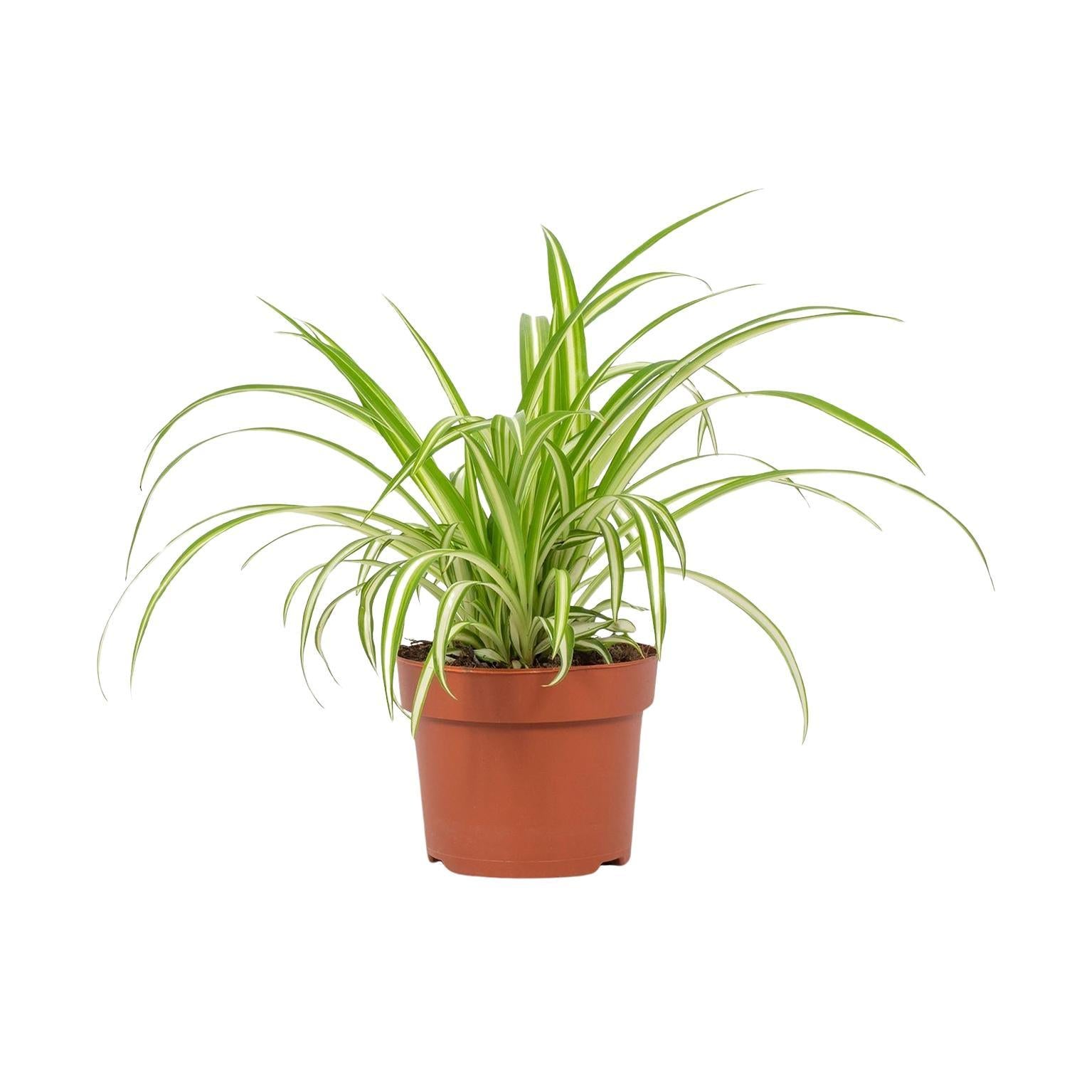 Grünlilie - Chlorophytum Variegatum 12cm - Ø12cm - ↕25cm