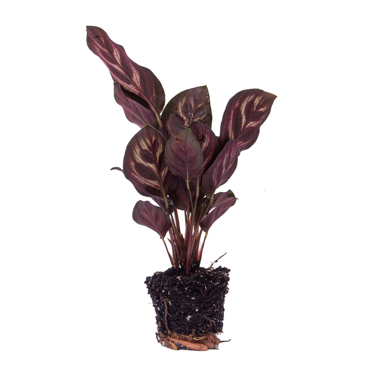 Pfauenpflanze - Calathea Makoyana -  Pfauenpflanze - Terrarium Pflanze Topfgröße 6