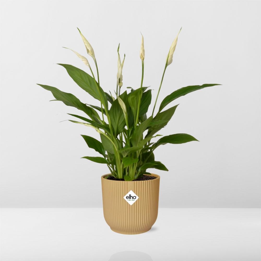 Friedenslilie - Spathiphyllum 12 Cm Torelli  in ELHO Vibes Fold 14cm geel Topf gelb