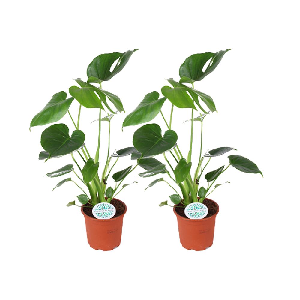 Monstera Deliciosa - 2 Stücke - Ø14cm - ↕45cm