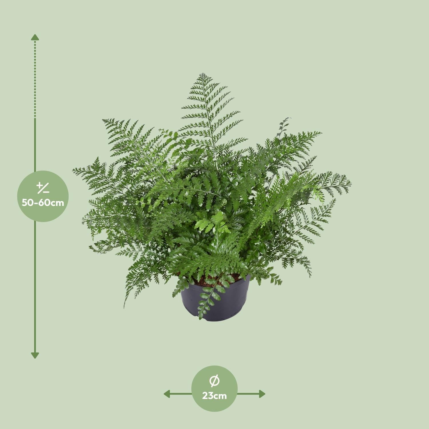 Vogelnestfarns - Asplenium Parvati - Ø23cm - ↕55cm