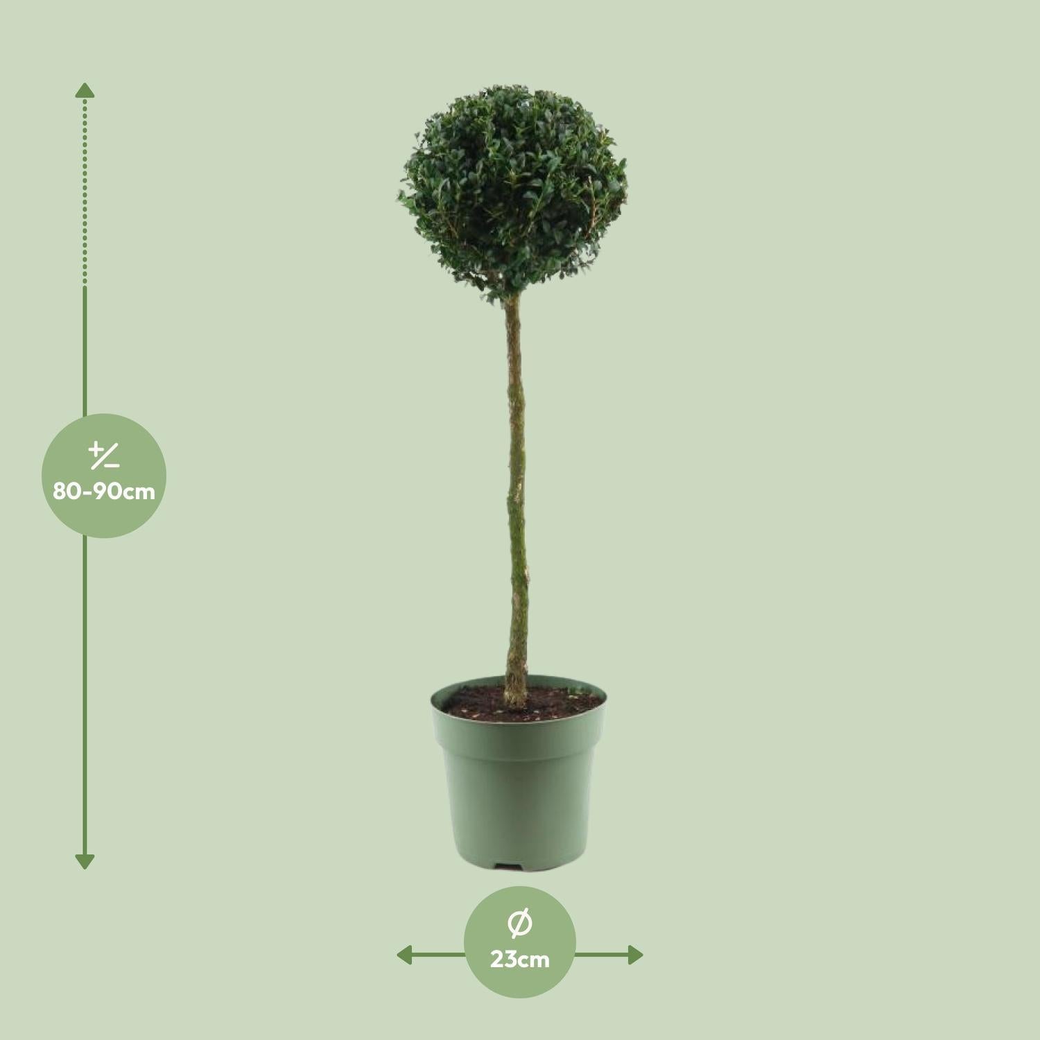 Buxus Sem. Monobol - Ø23cm - ↕85cm