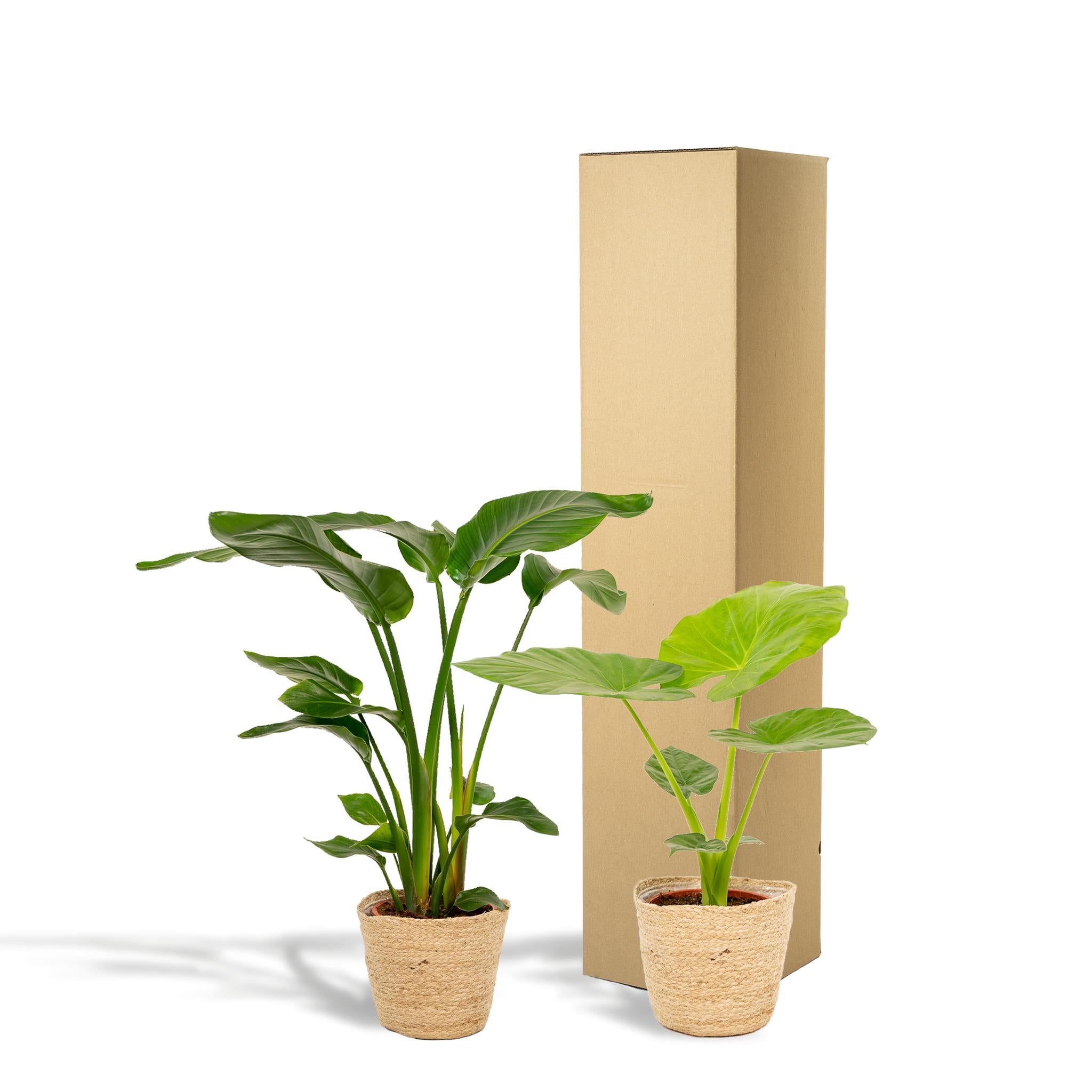 Pflanzen Mix - Strelitzia Nicolai - Ø19cm - ↕85cm + Alocasia Macrorrhiza - Ø19cm - ↕70cm + Korb Selin