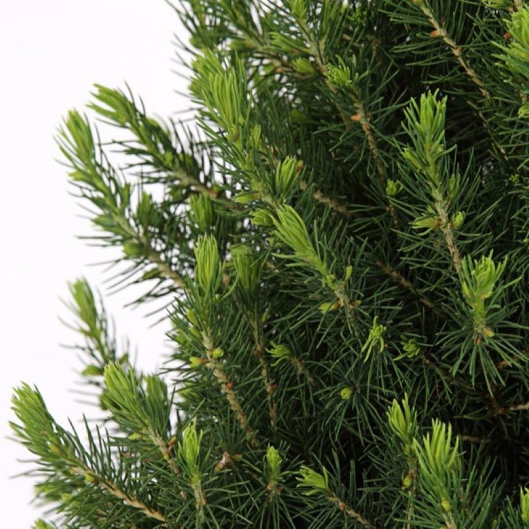 Kleiner Weihnachtsbaum in Weihnachten Topf - 70 cm - Picae Glauca Conica - inklusive Tannenzapfenbeleuchtung und Batterien