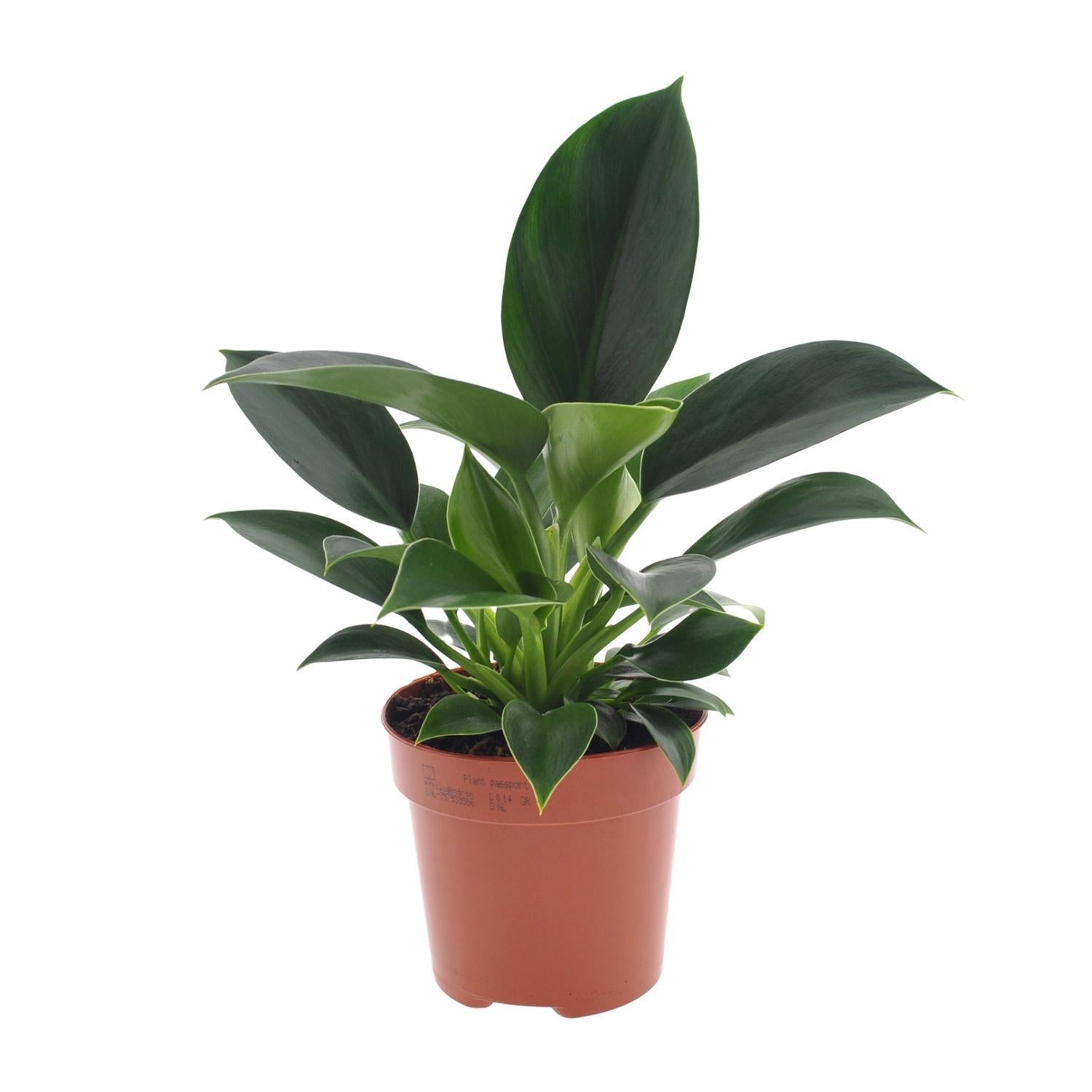 Philodendron Groene Prinses - Ø12cm - ↕25cm