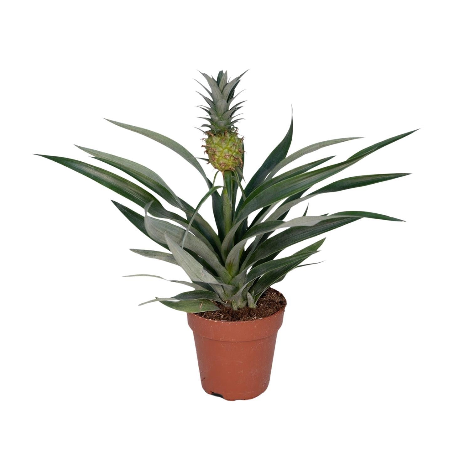 Ananaspflanze - Bromelia Ananas - Ø12cm - ↕30cm